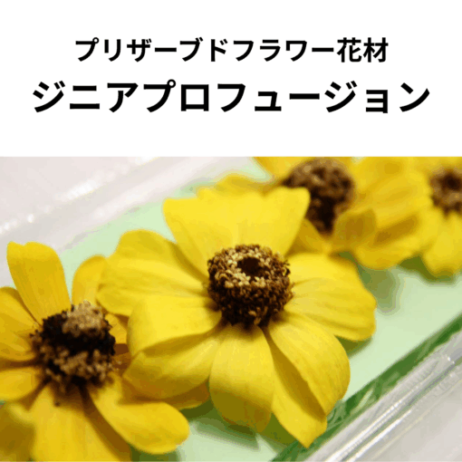 プリザーブドフラワー 花材 ジニアプロフュージョン ヘッド 5輪入 日本国産 花科学 ソフトフラワー