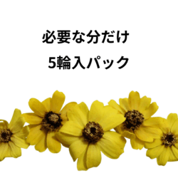 Alternative view of 大特価セール プリザーブドフラワー 花材 ジニアプロフュージョン ヘッド 5輪入 日本国産 花科学 ソフトフラワー