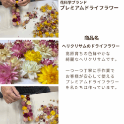 Alternative view of ドライフラワー花材 天然素材 ヘリクリサム(カイガラソウ)27輪入 (お楽しみサイズ・カラーアソート)