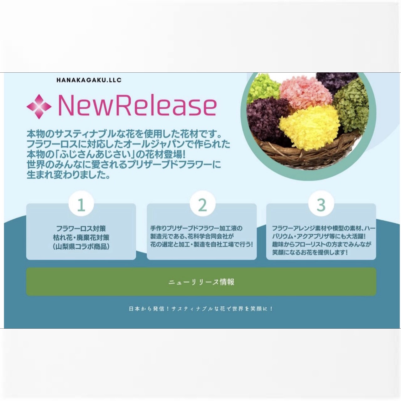 プリザーブドフラワー あじさい 花材 ソフトフラワー アジサイ フラワー 6色アソートパック 日本国産（山梨県産ふじさんあじさい使用）花科学 - 画像 (4)