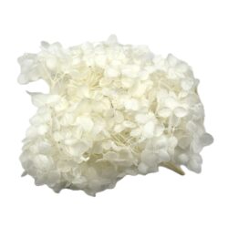 Alternative view of 花科学 プリザーブドフラワー 花材 ふじさんアジサイのパック ホワイト 容量：1輪（小サイズ）相当