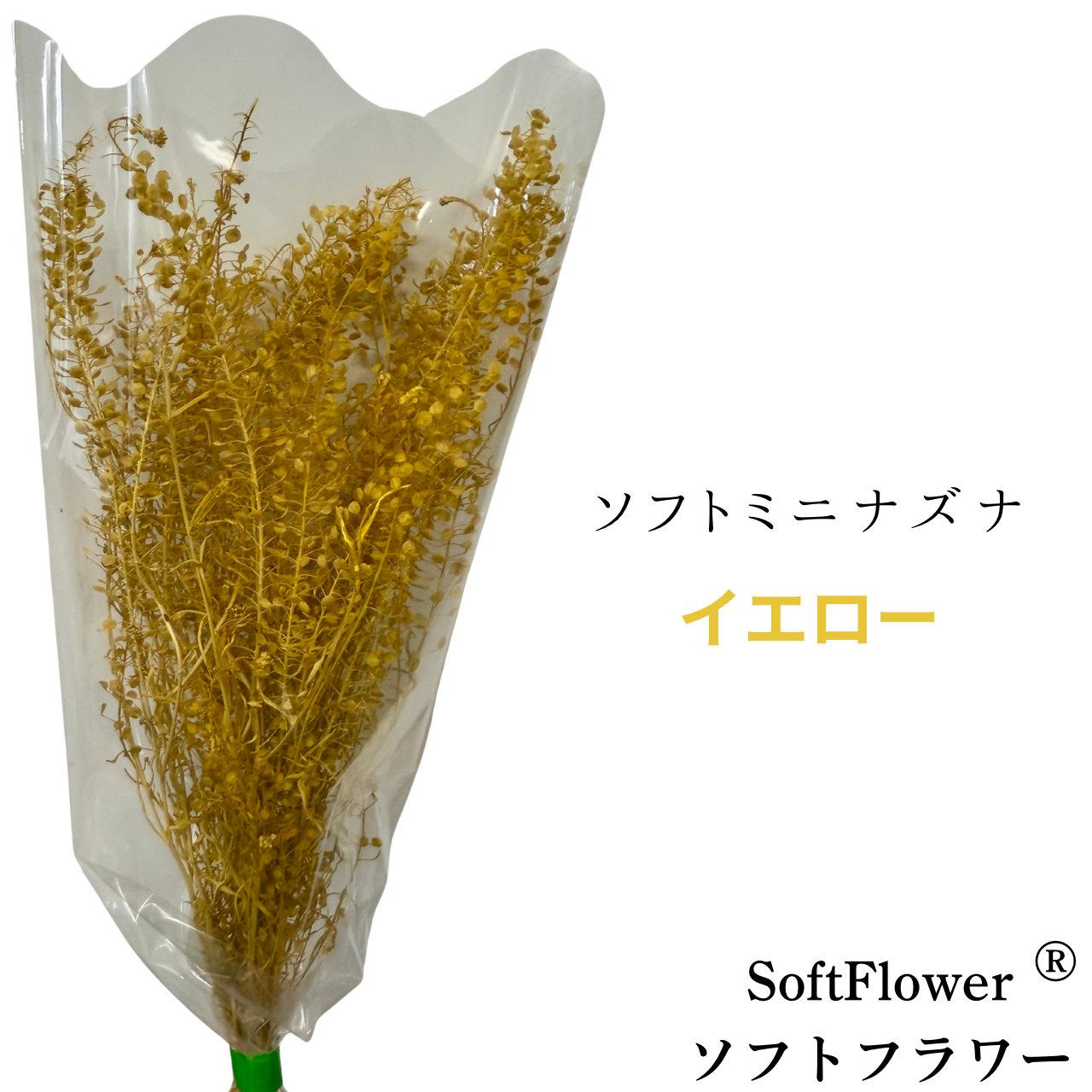プリザーブドフラワー 花材 ソフトミニナズナ ソフトフラワー 本体のみ約10g前後 花科学 - 画像 (19)