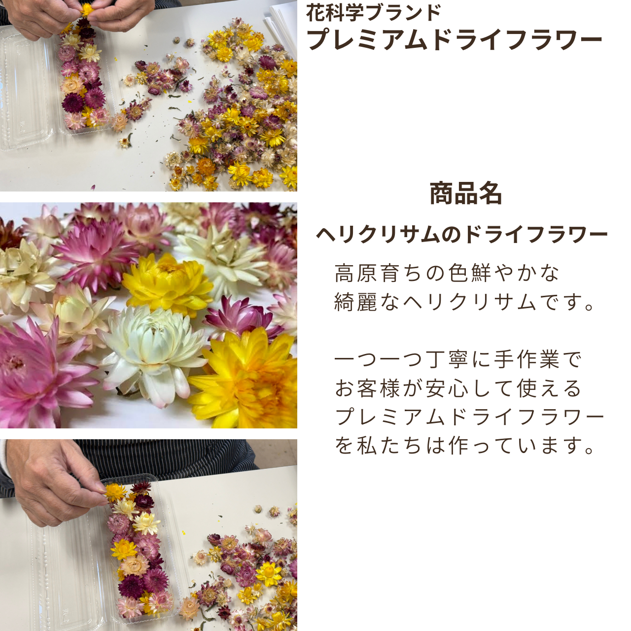 ドライフラワー花材 天然素材 ヘリクリサム（カイガラソウ）27輪入 (お楽しみサイズ・カラーアソート) - 画像 (2)