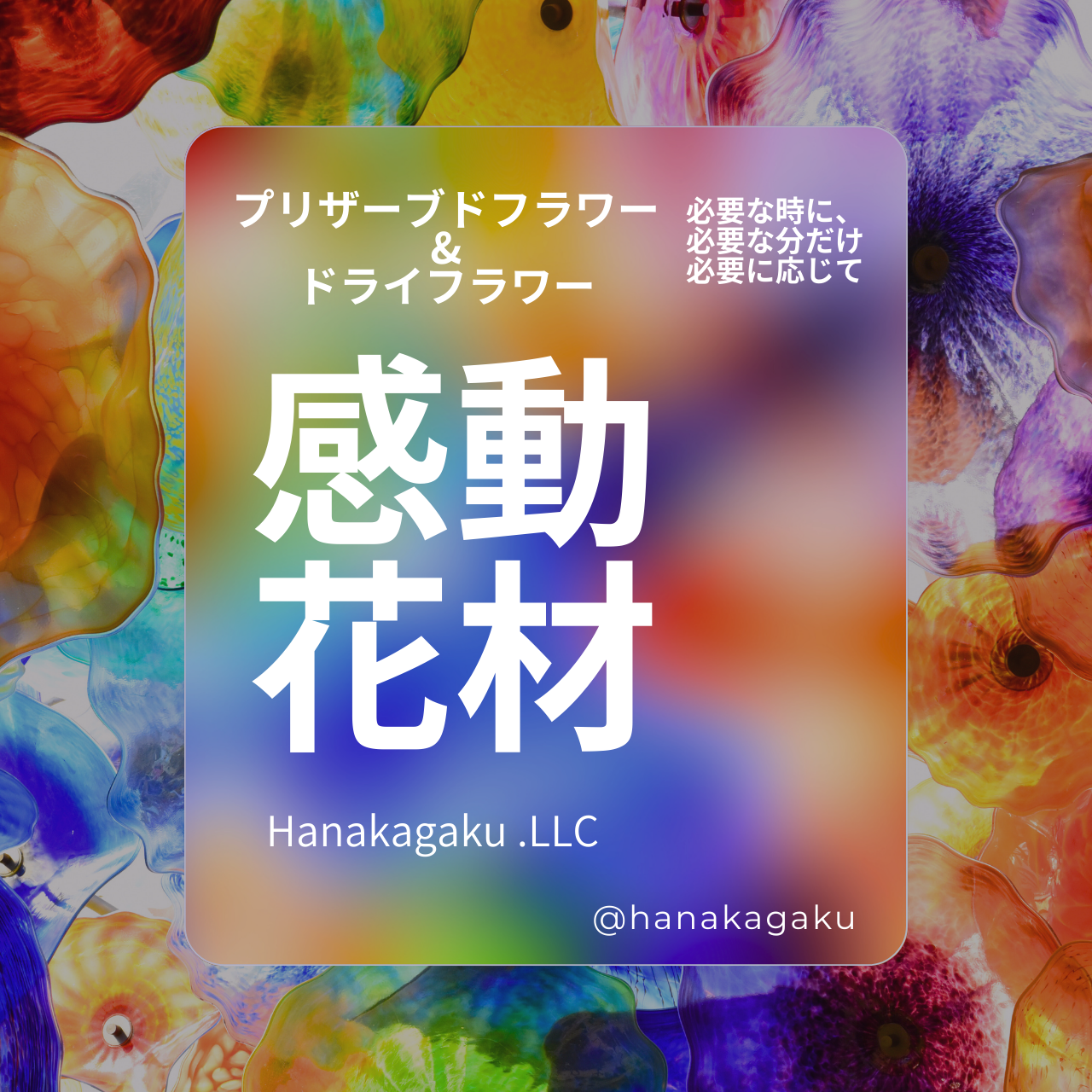 大特価セール プリザーブドフラワー 花材 ジニアプロフュージョン ヘッド 5輪入 日本国産 花科学 ソフトフラワー - 画像 (3)