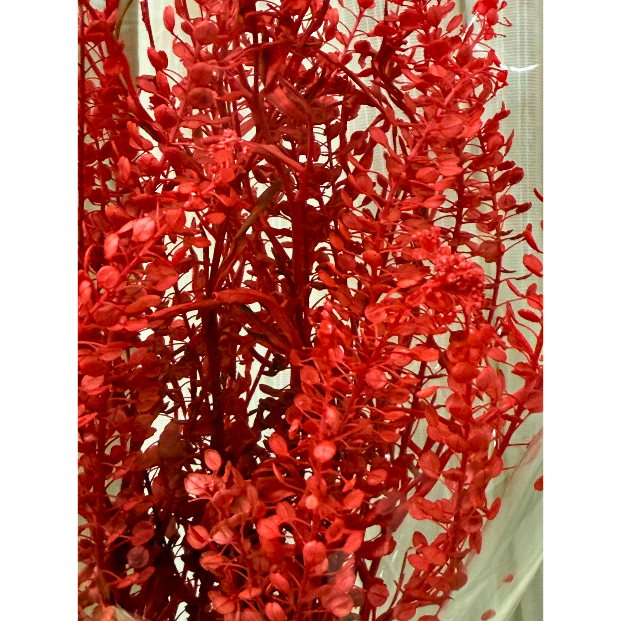 プリザーブドフラワー 花材 ソフトミニナズナ ソフトフラワー 本体のみ約10g前後 花科学 - 画像 (8)