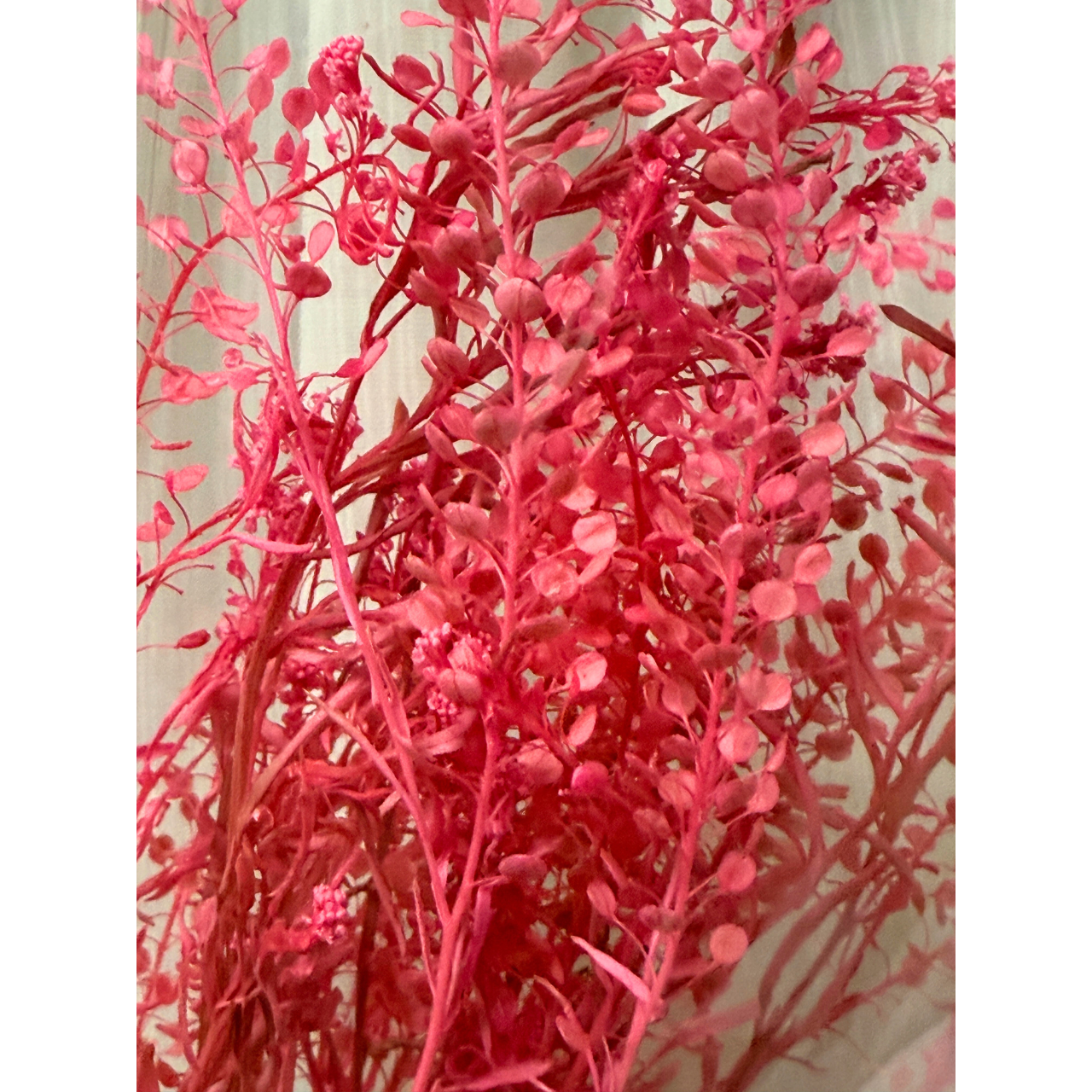 プリザーブドフラワー 花材 ソフトミニナズナ ソフトフラワー 本体のみ約10g前後 花科学 - 画像 (11)