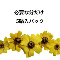 Alternative view of 大特価セール プリザーブドフラワー 花材 ジニアプロフュージョン ヘッド 5輪入 日本国産 花科学 ソフトフラワー