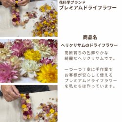 Alternative view of ドライフラワー花材 天然素材 ヘリクリサム（カイガラソウ）27輪入 (お楽しみサイズ・カラーアソート)