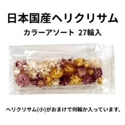 ドライフラワー花材 天然素材 ヘリクリサム（カイガラソウ）27輪入 (お楽しみサイズ・カラーアソート)